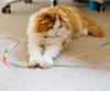 （CA 92878）Youngever 15 Kitten Toys Assortment, Cat Play Mat, Cat Teaser Wand, Crinkle Balls for Kitten & Puppy